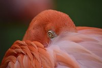Flamingo Tea Towels